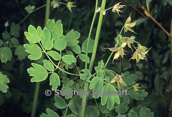 thalictrum fendleri var fendleri 3 graphic